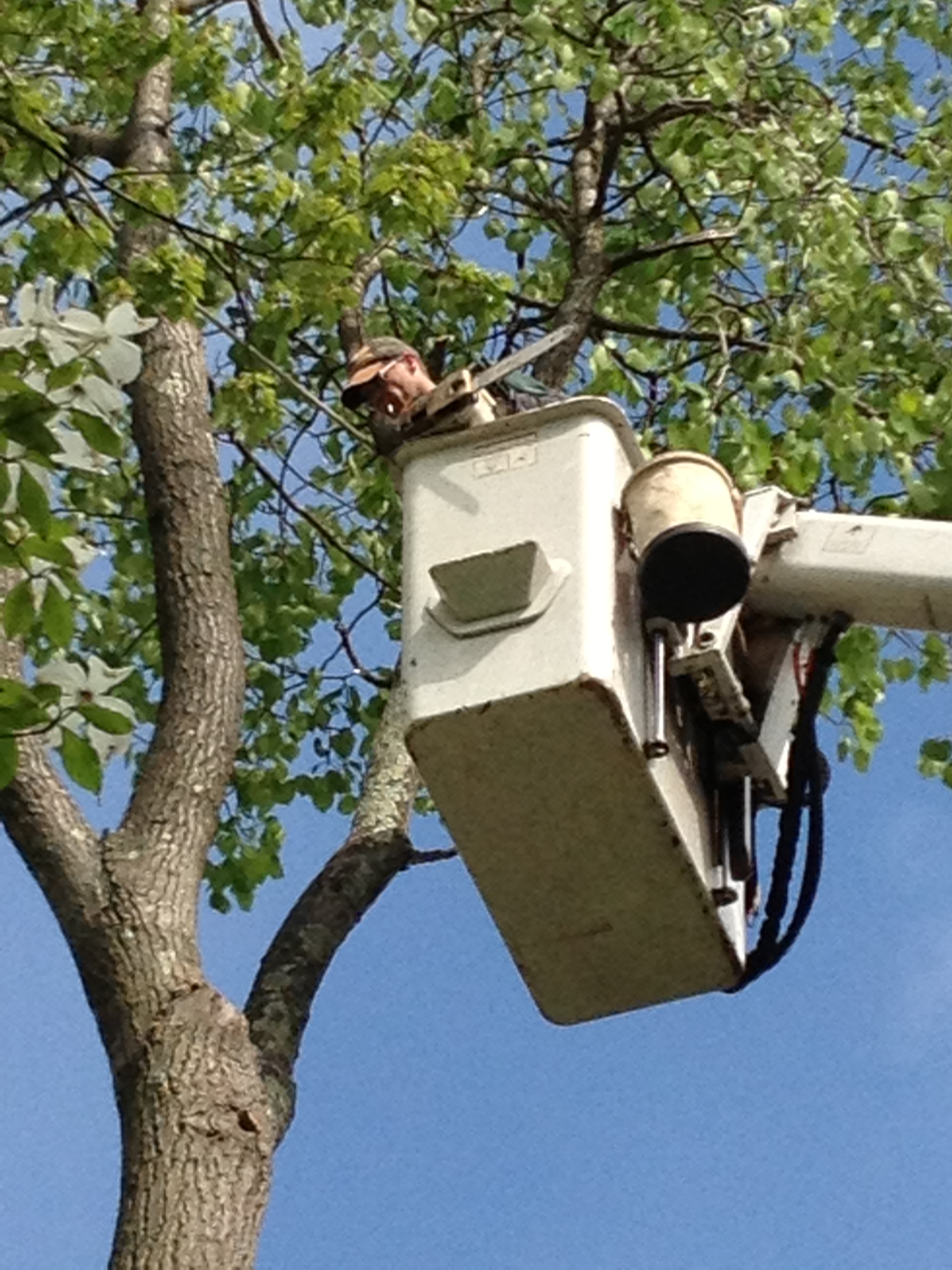 Tree pruning for Rockland County