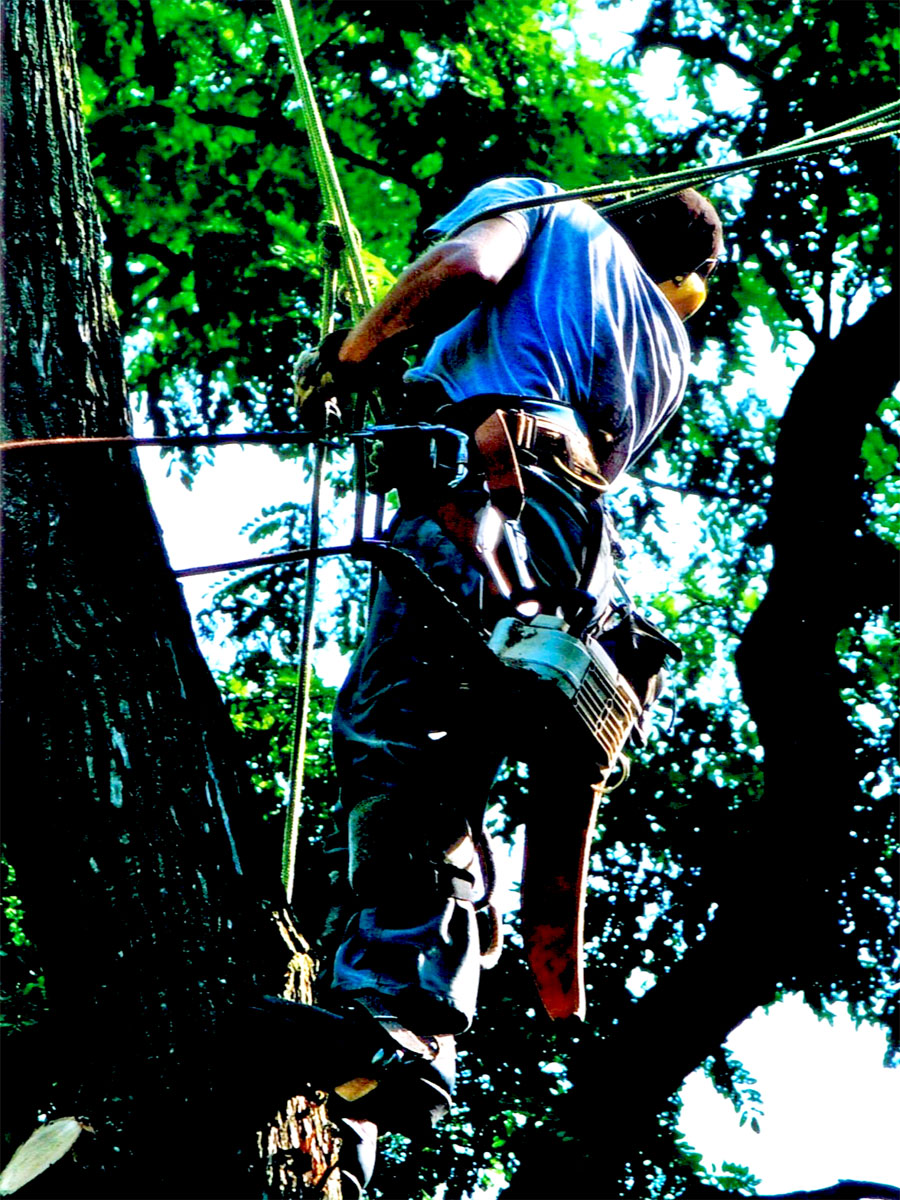 Tree Removal Rockland County and Northern Bergen