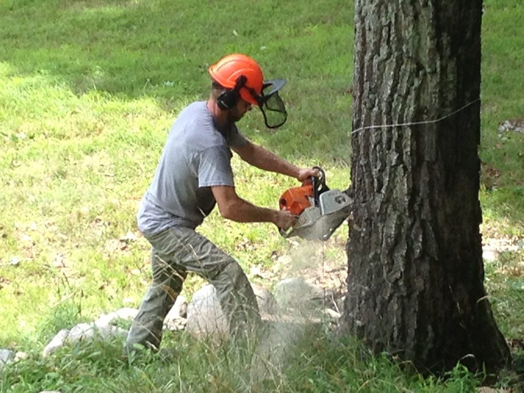 Tree Removal In Rockland County NY By Suffern Tree Service Suffern Tree Service Removing A Tree In Rockland County NY