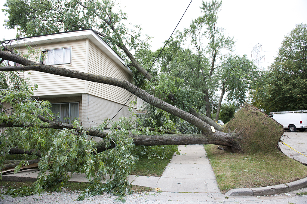 Emergency Strom Damage Tree service Rockland County