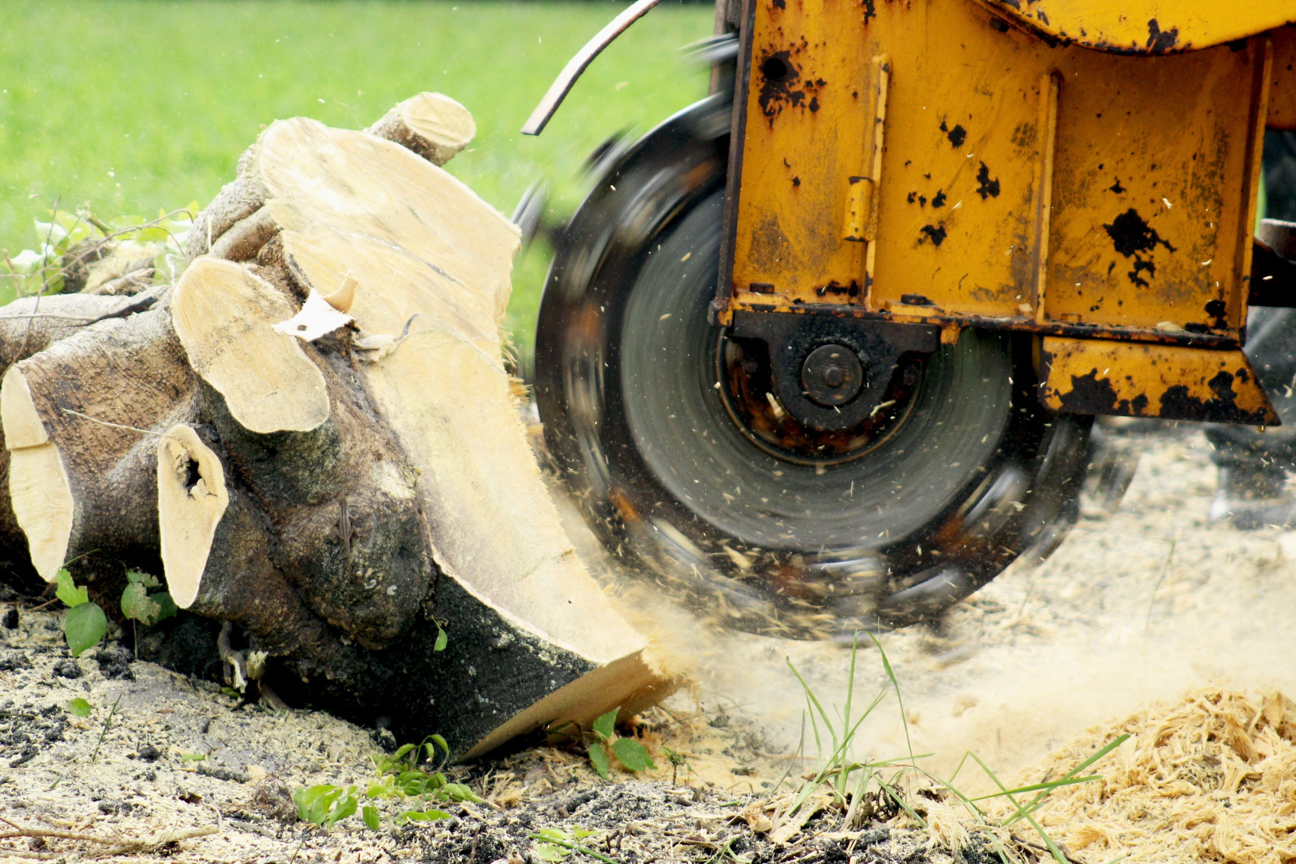 Suffern Tree uses equipment that grinds all sized stump into chip and grinds them below grade