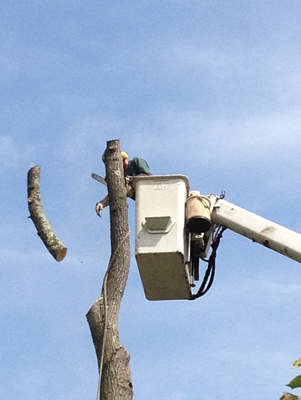 Suffern Tree Servcie safely removing a Rockland County tree removing a Rockland County tree safely by Suffern Tree Service