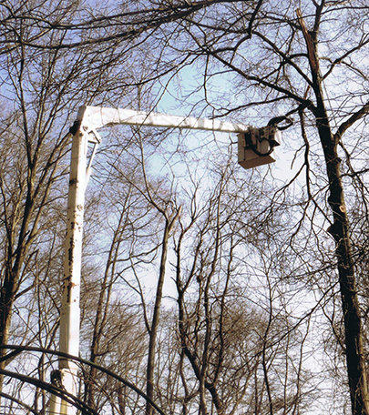 tree removal in Rocland county by suffern Tree Service