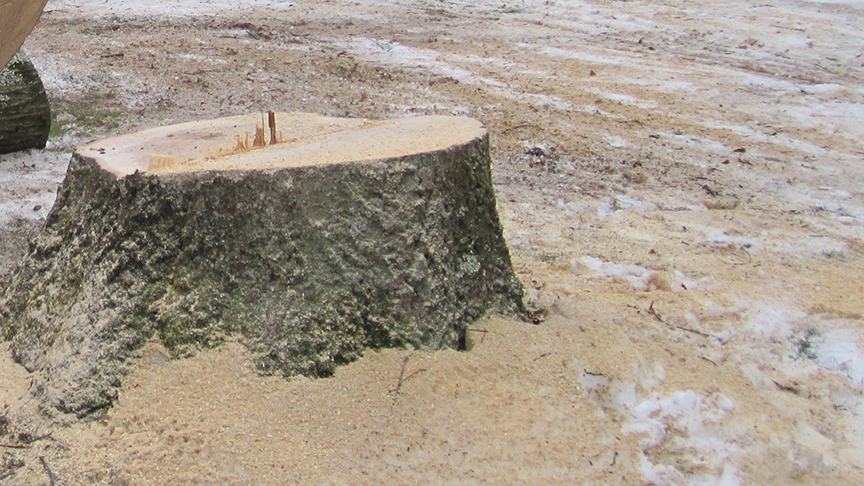 Tree stump that needs to be removed in Rockland County DYI stump removal involves using chemicals and takes months