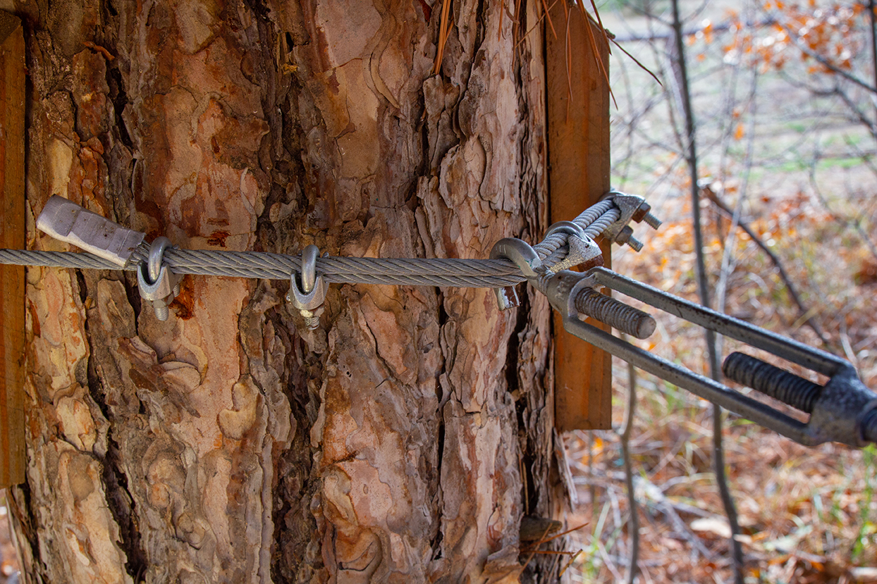 close up of tree cabling in Rockland County