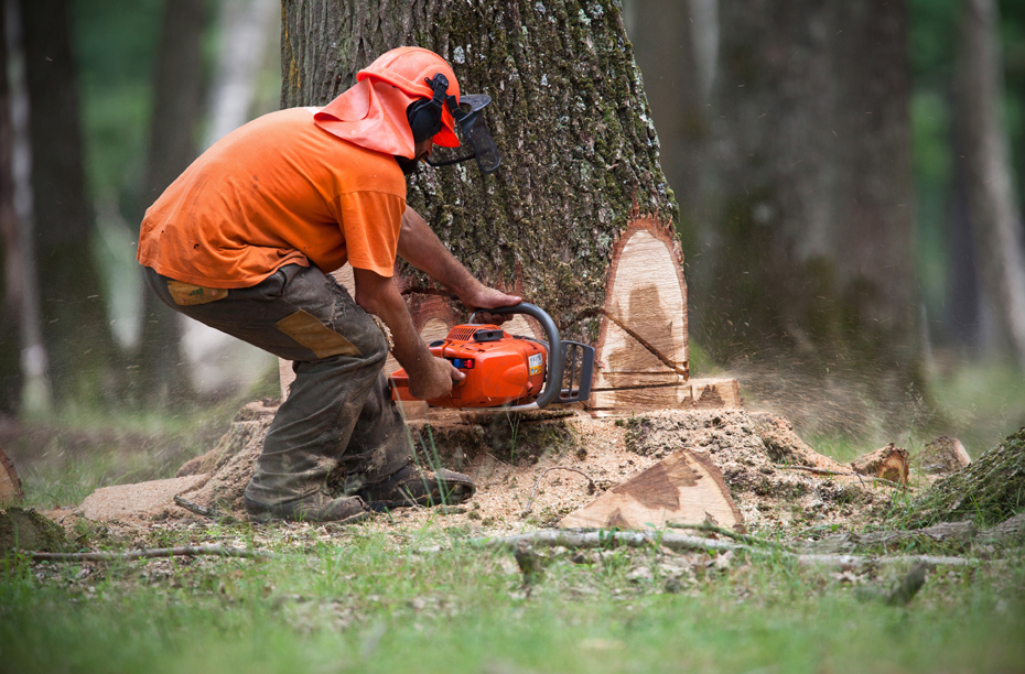 Andrew Owen Of Suffern Tree Service removing a tree in Rockland County NY