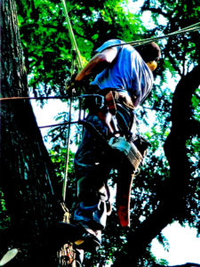 Tree removal rockland county and northern bergen